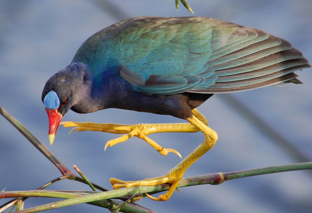 Желтополосая султанка