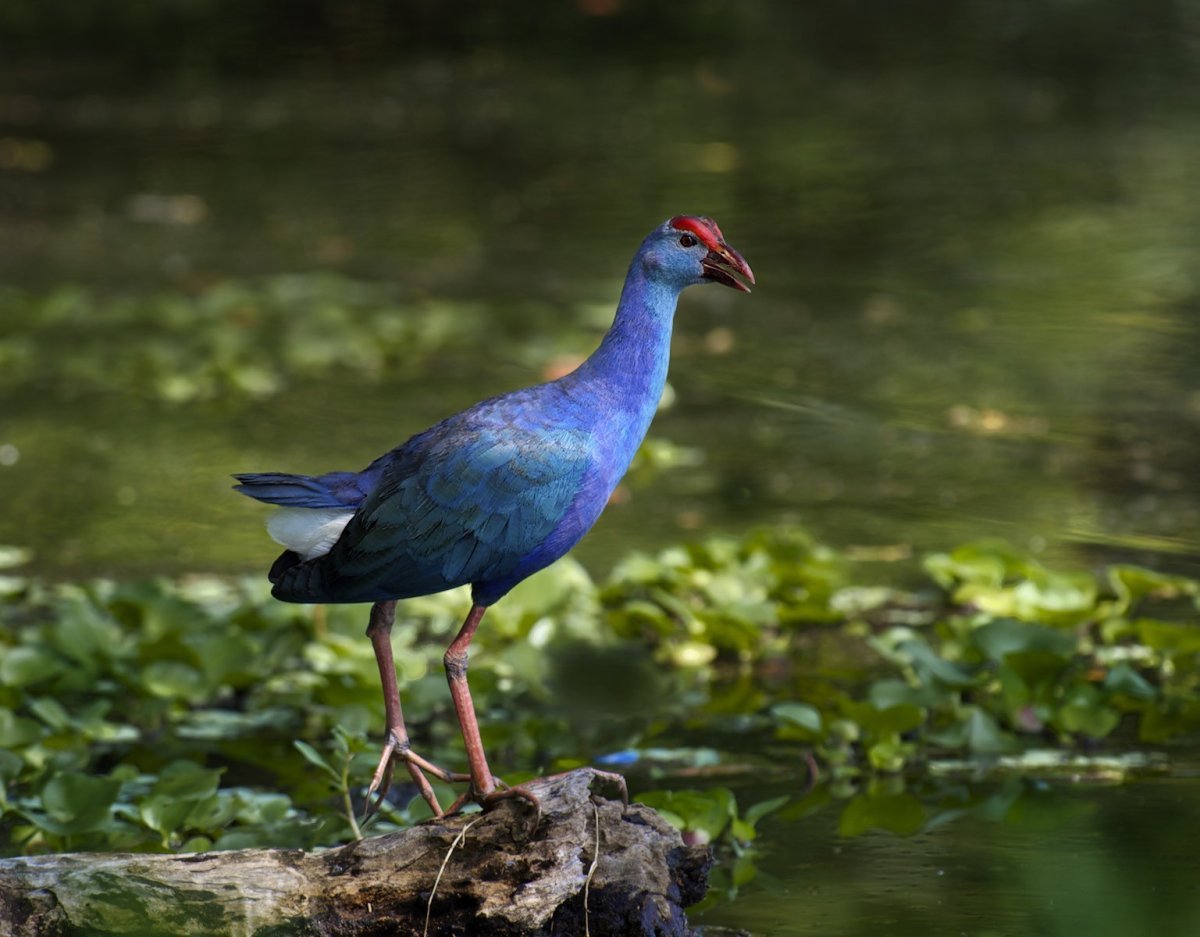 Каспийская султанка