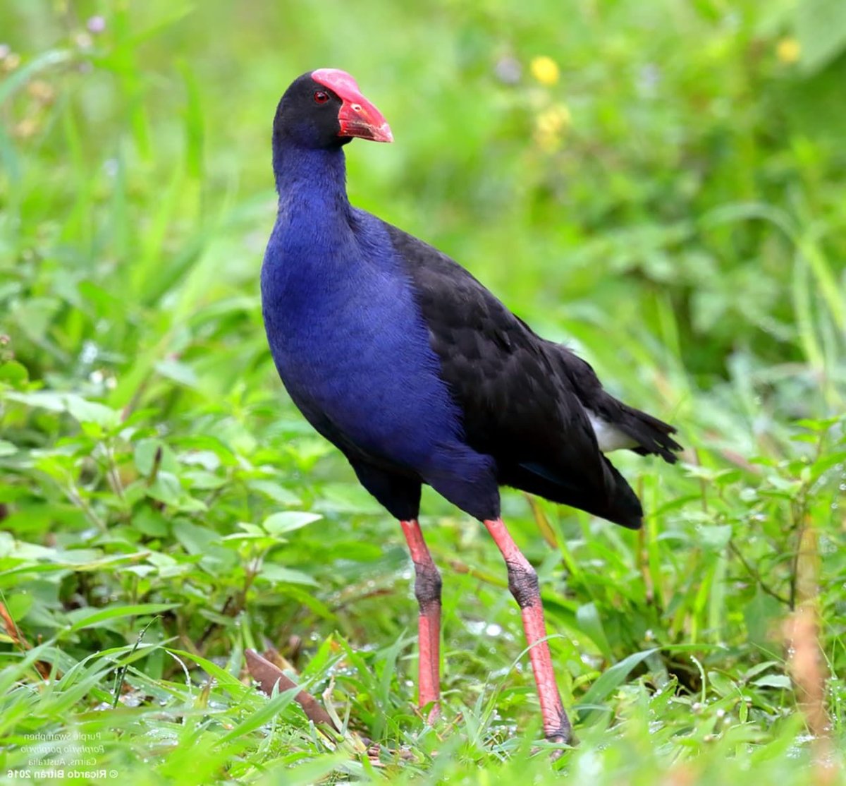 Трава султанка