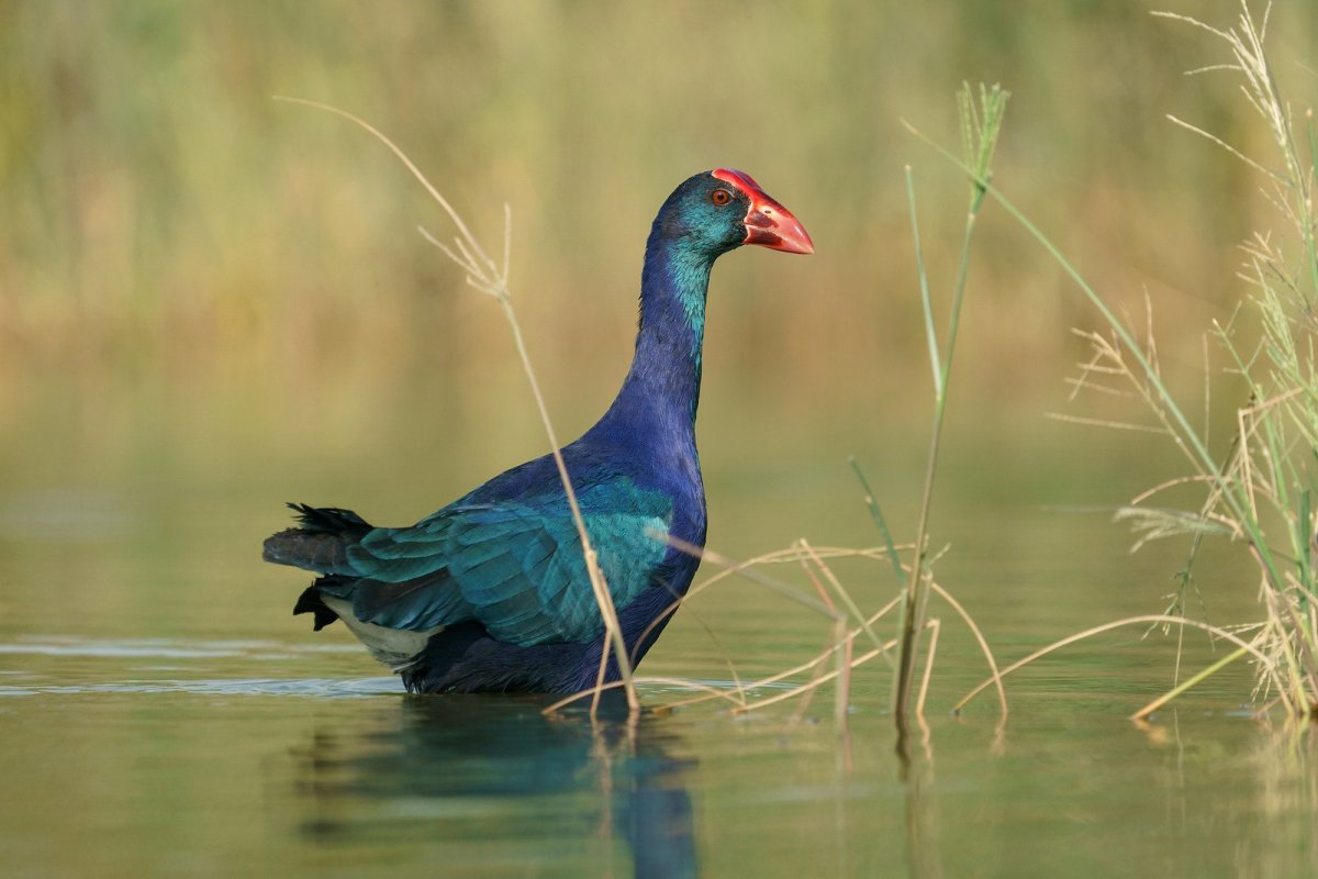 Лазурная султанка