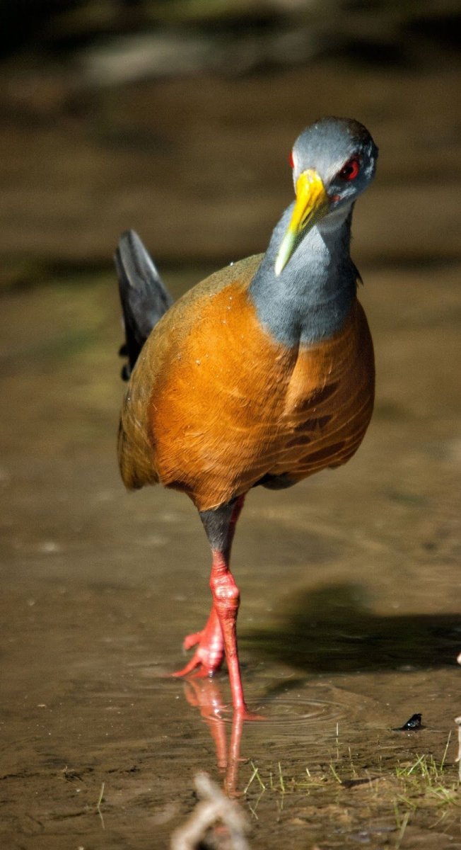 Бескрылая султанка