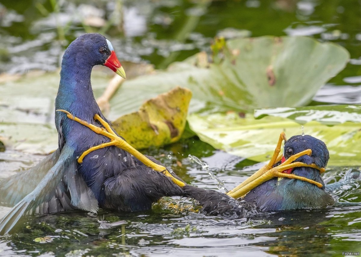 Султанка Мадагаскарская