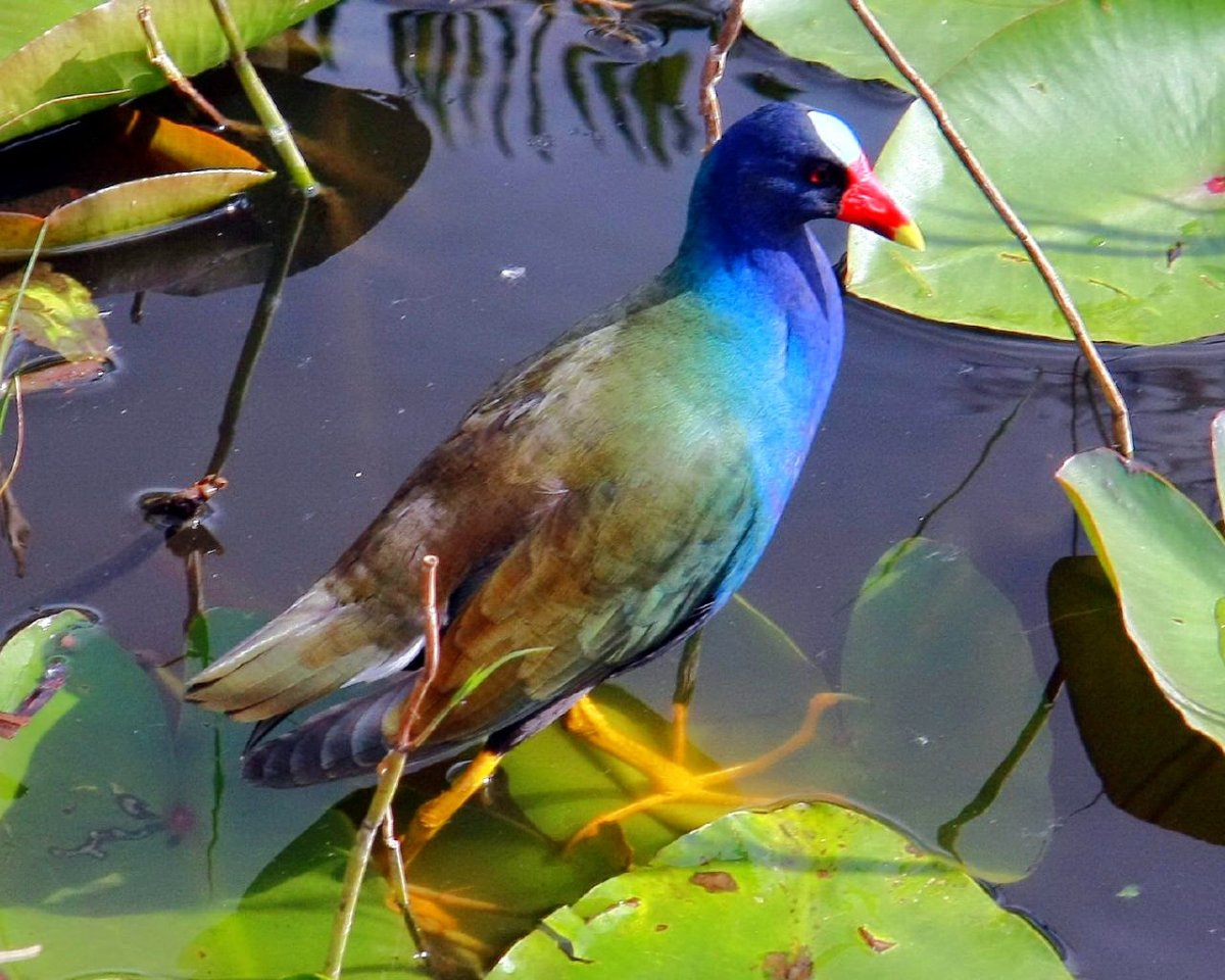 Каспийская султанка