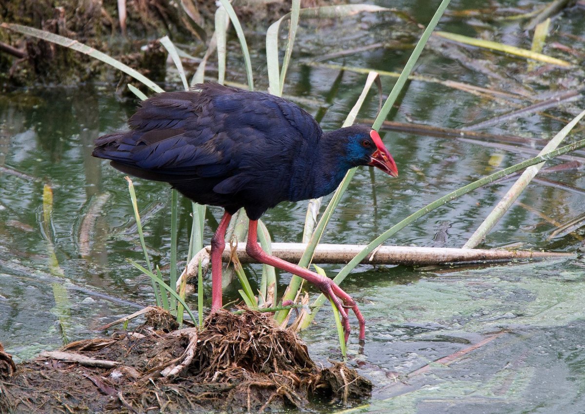 Водяная птица