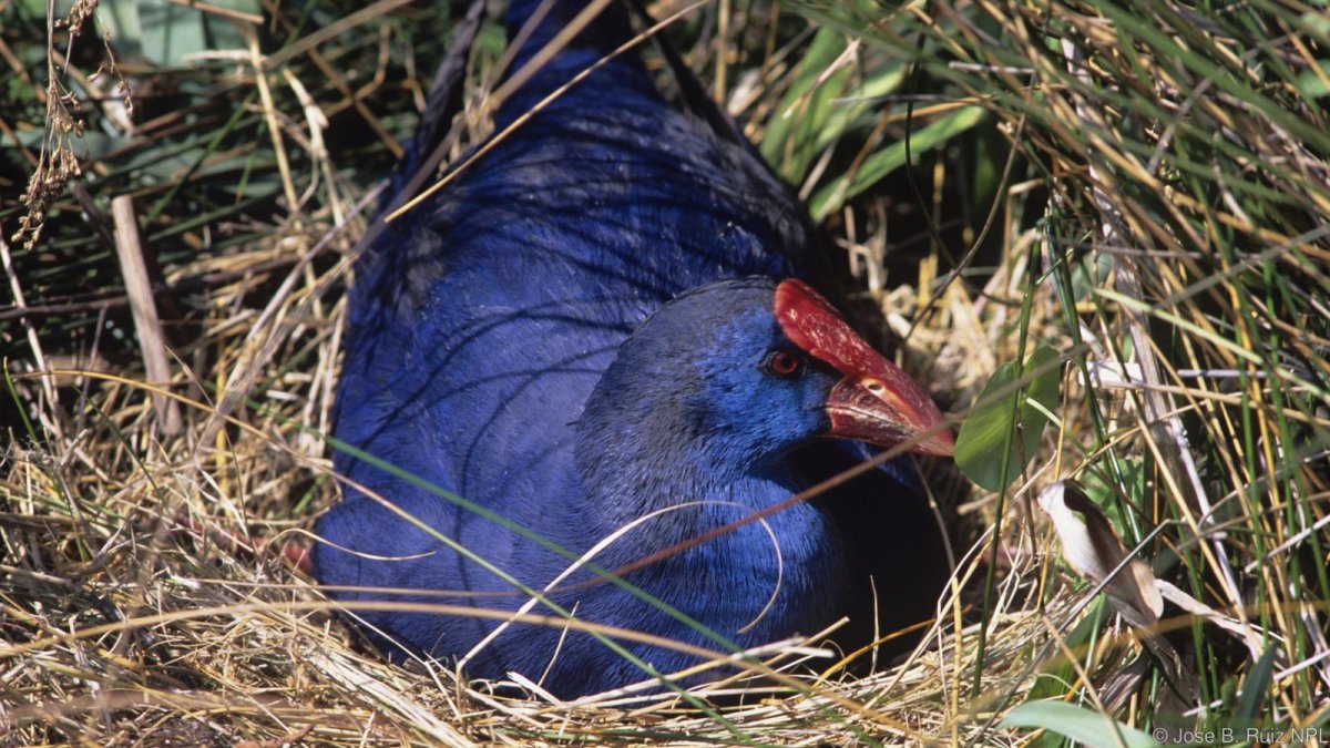 Какаду и ара