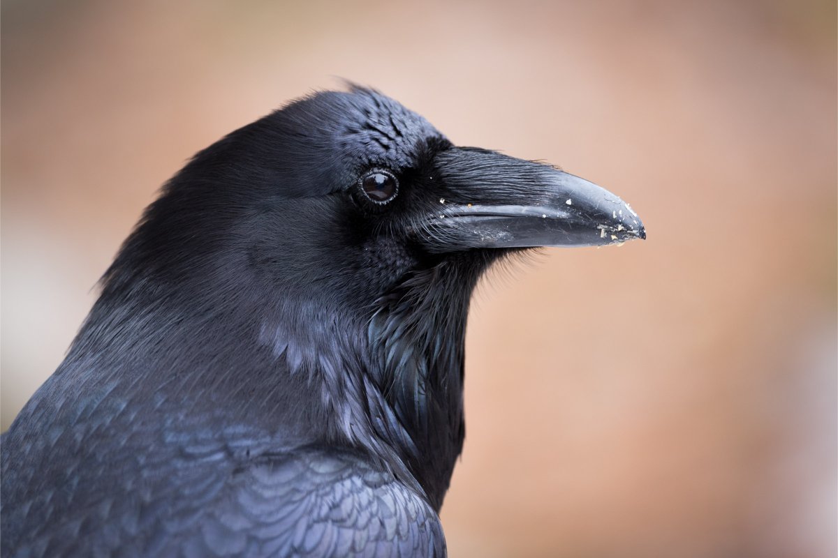 Common Raven
