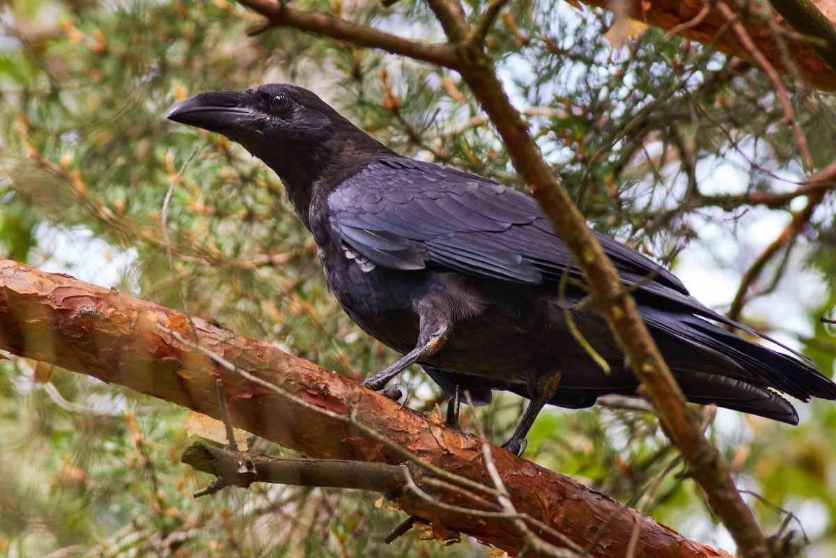 Дрозд меланист