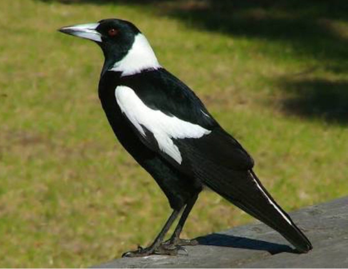 Черноспинная певчая ворона