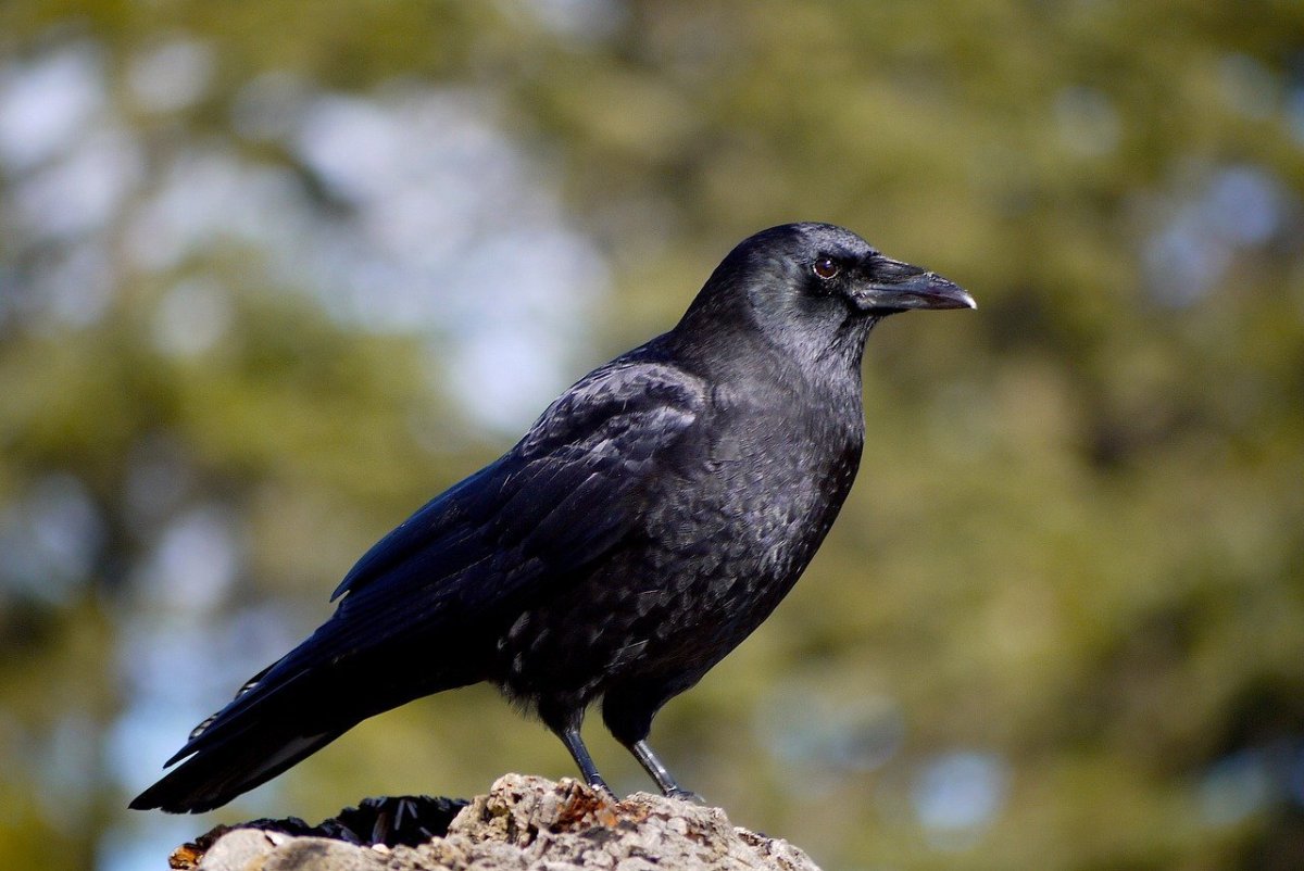 Ворон самка