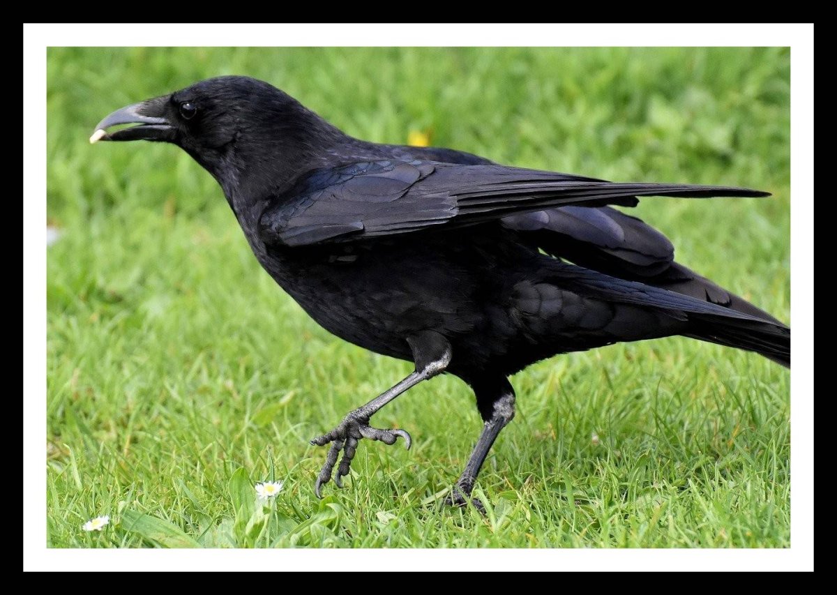 Обыкновенный ворон птица