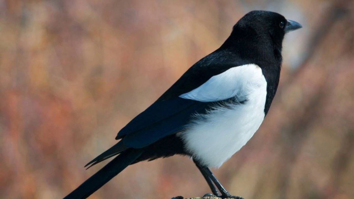 Воробьинообразные птицы сорока