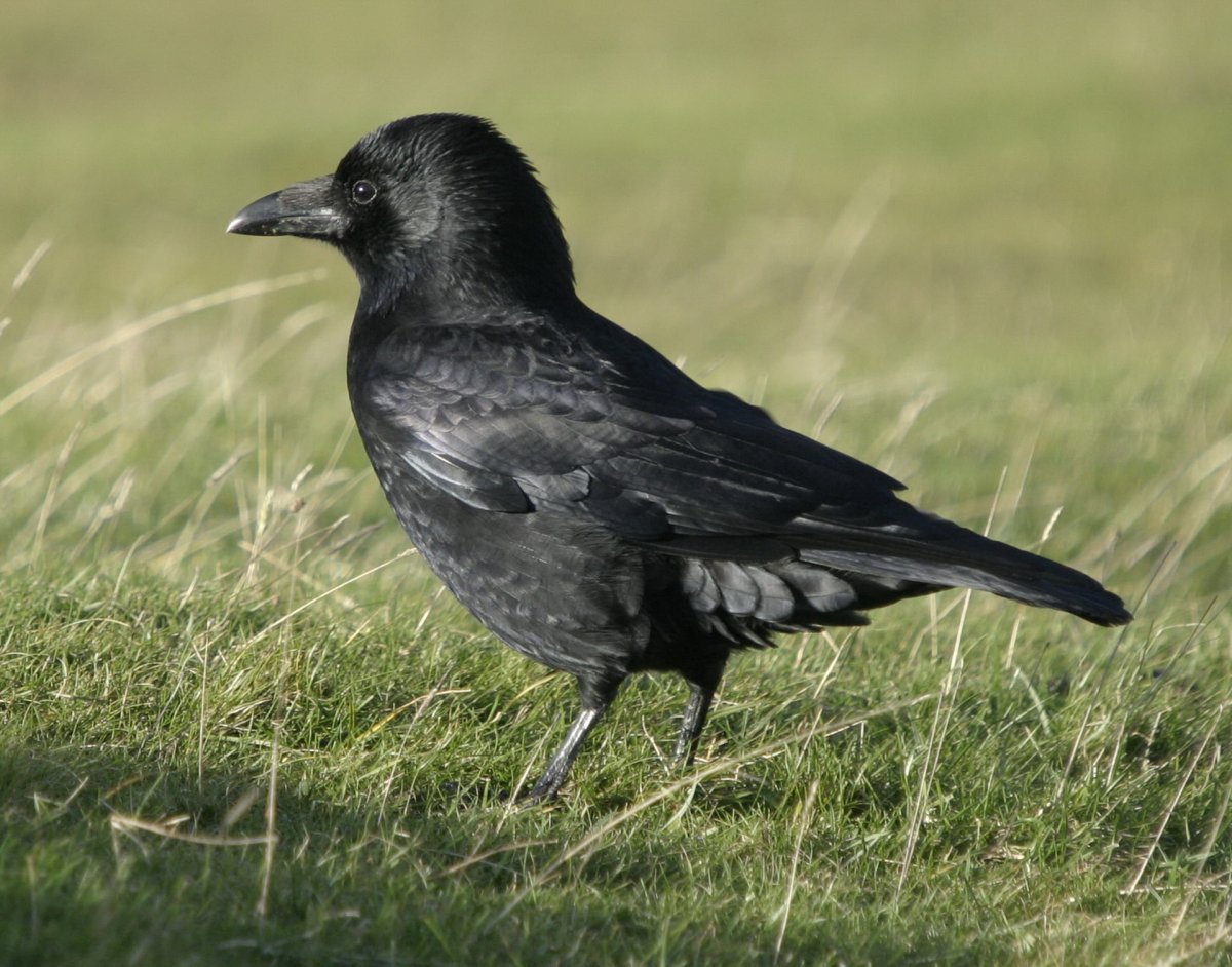 Птица Галка и Грач