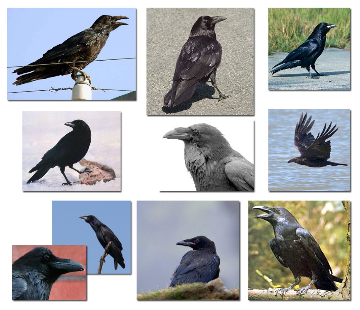 Птицы семейства врановых