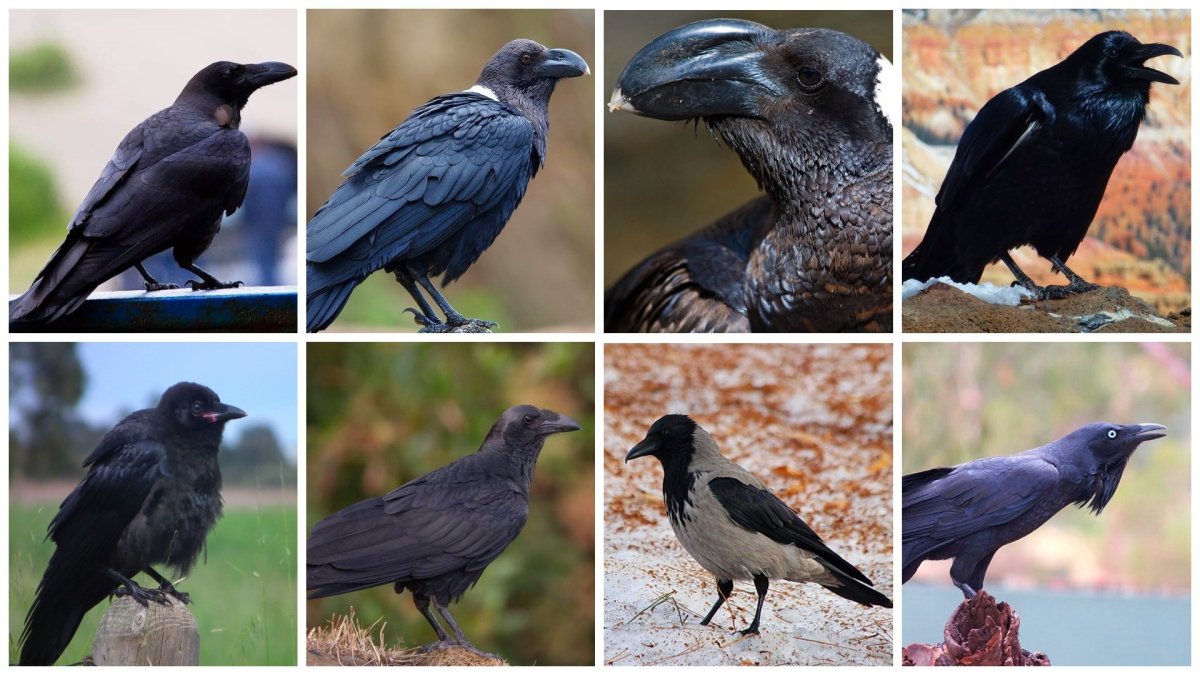 Ворона и ворон различия