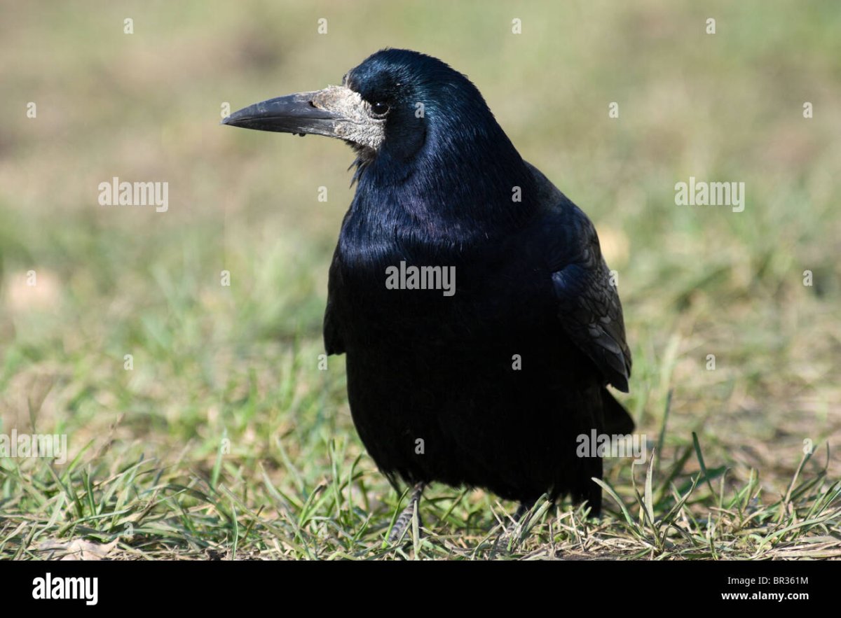 Грач на горе