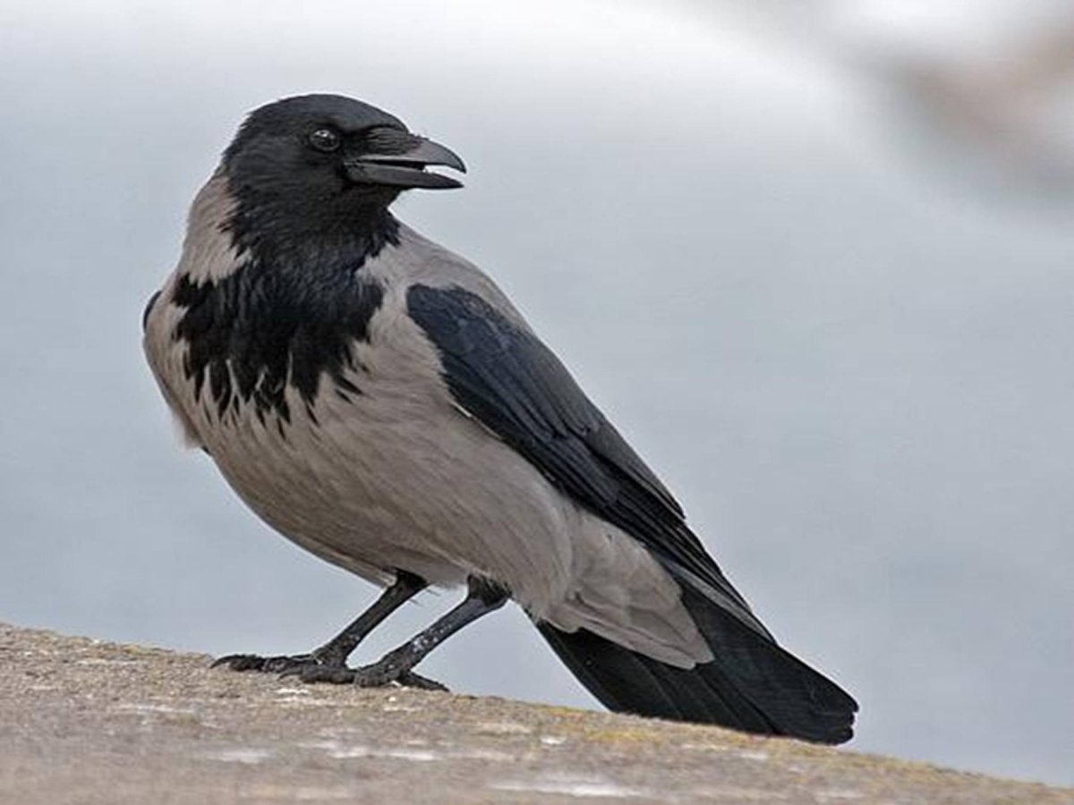 Серая сорока