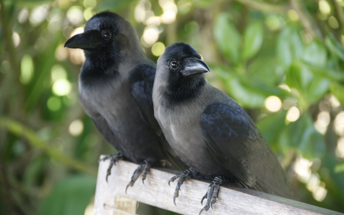 Галки и животные