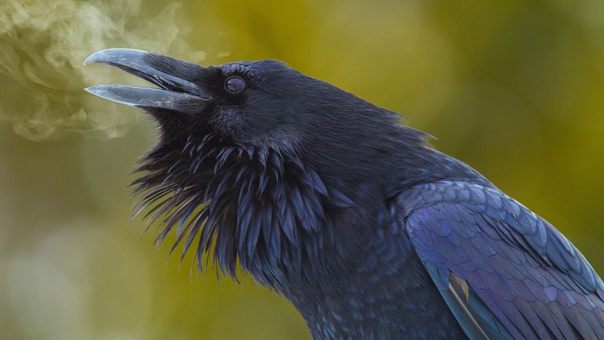 Ворон обыкновенный