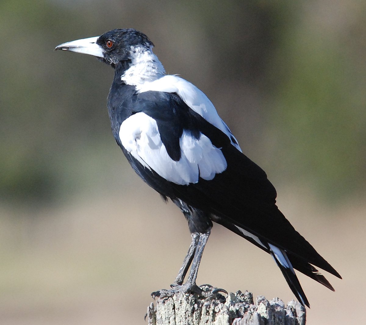 Черноспинная певчая ворона