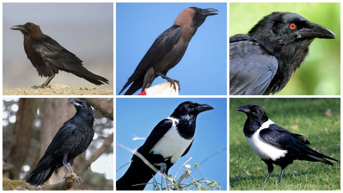 Вороны перелетные птицы