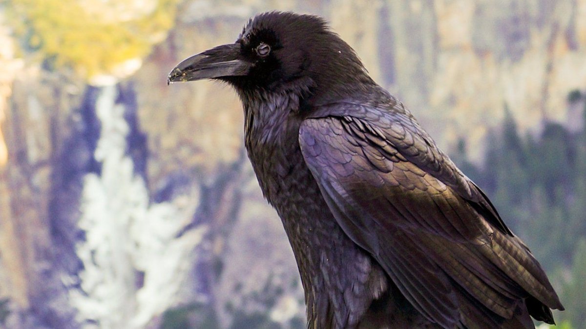 Новокаледонский ворон