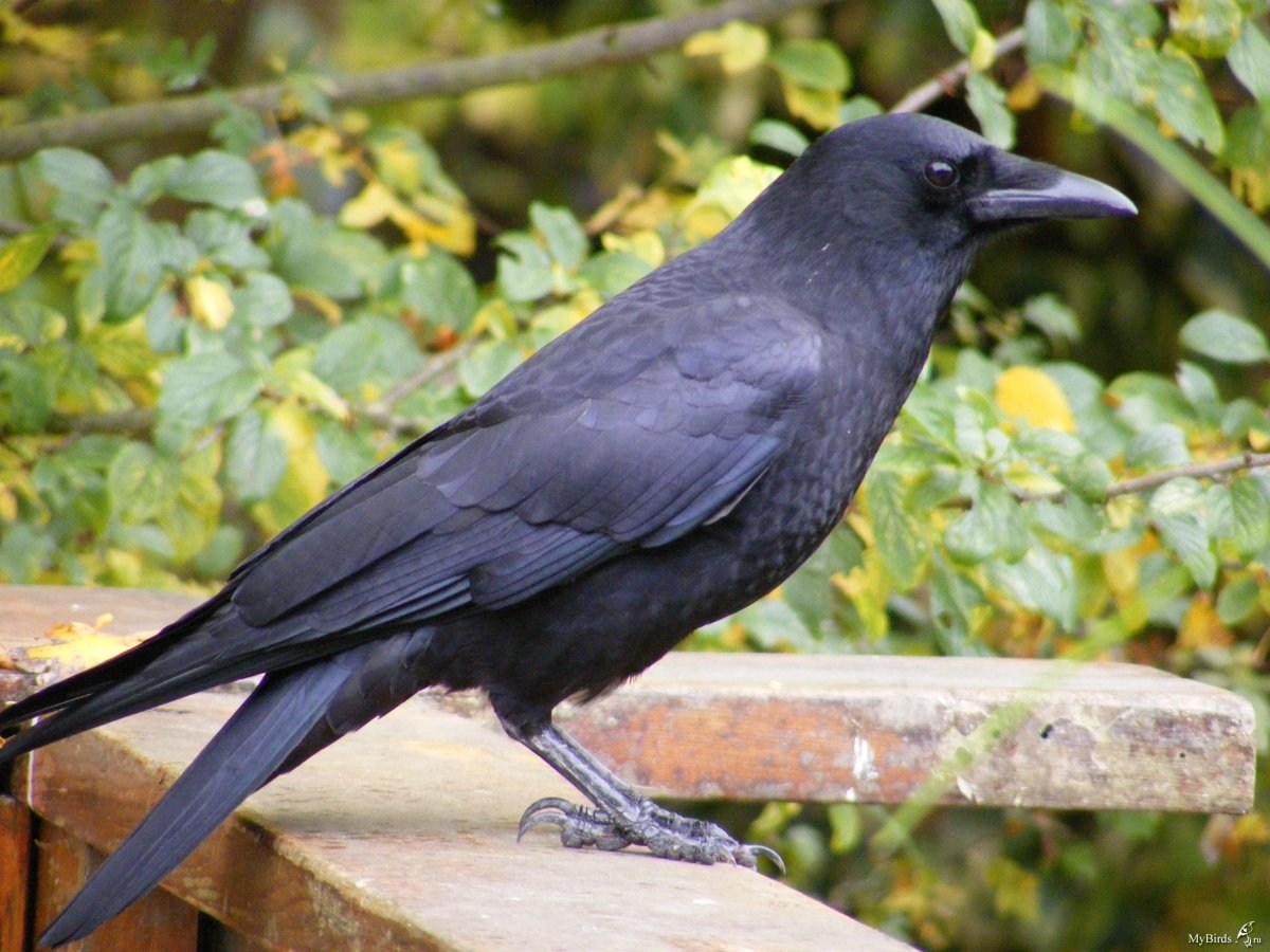 Corvus caurinus