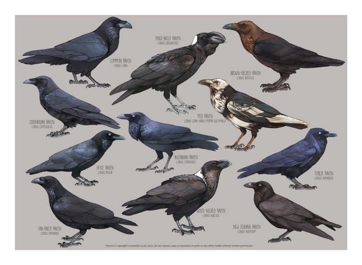 Виды Воронов