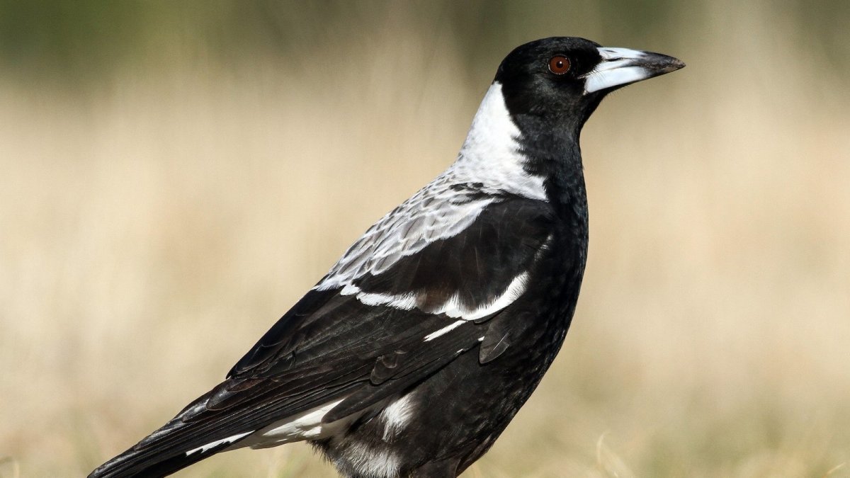 Австралийский ворон Свистун
