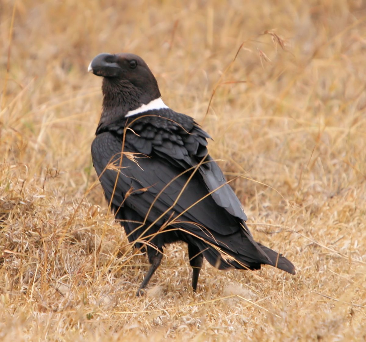 Corvus albicollis
