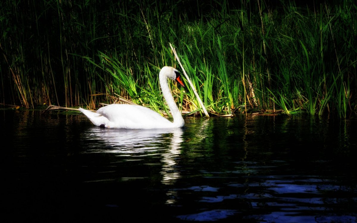 Фридрих лебеди в камышах