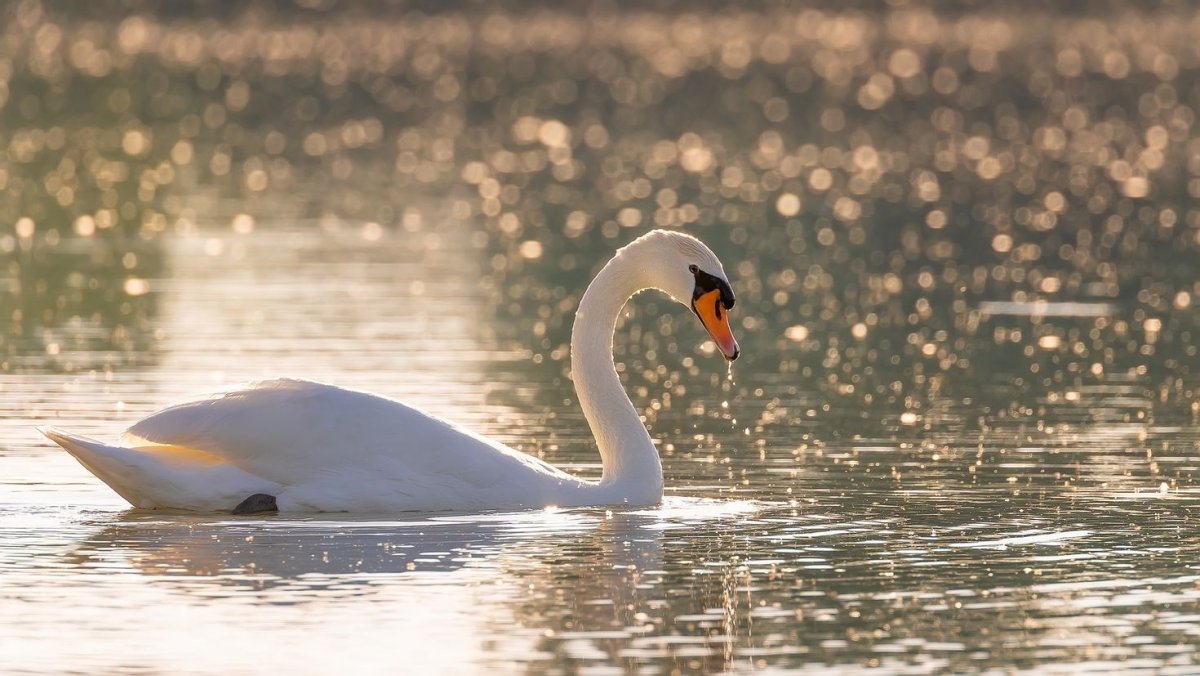 Лебеди над озером
