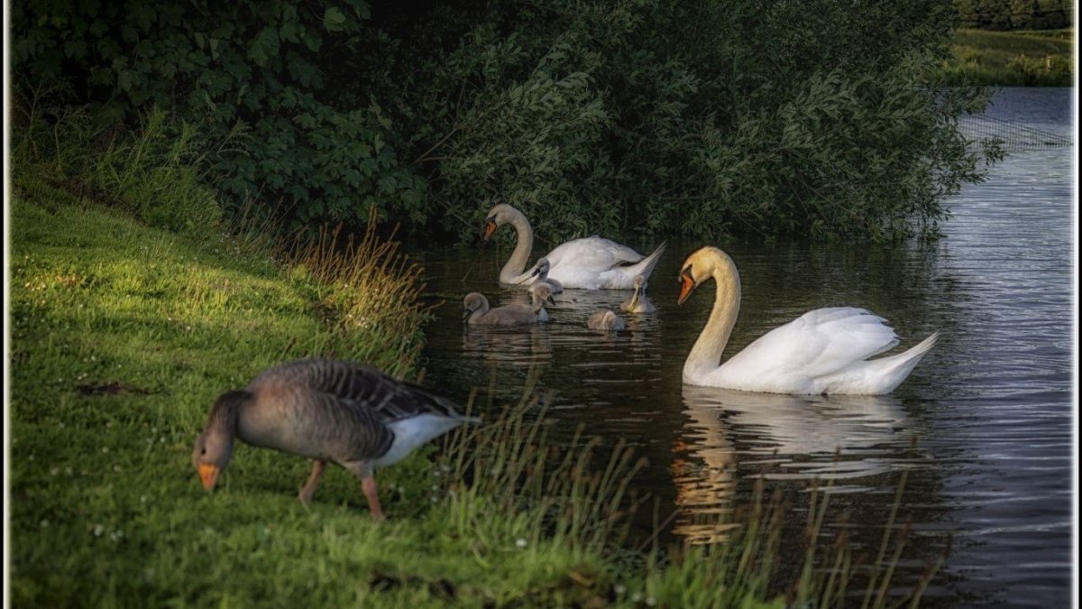 Лебеди на озере