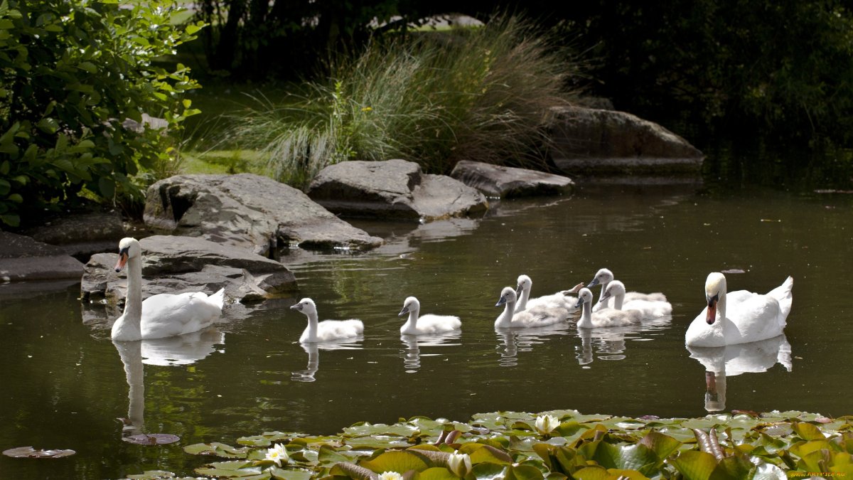 Лебединое озеро Германия