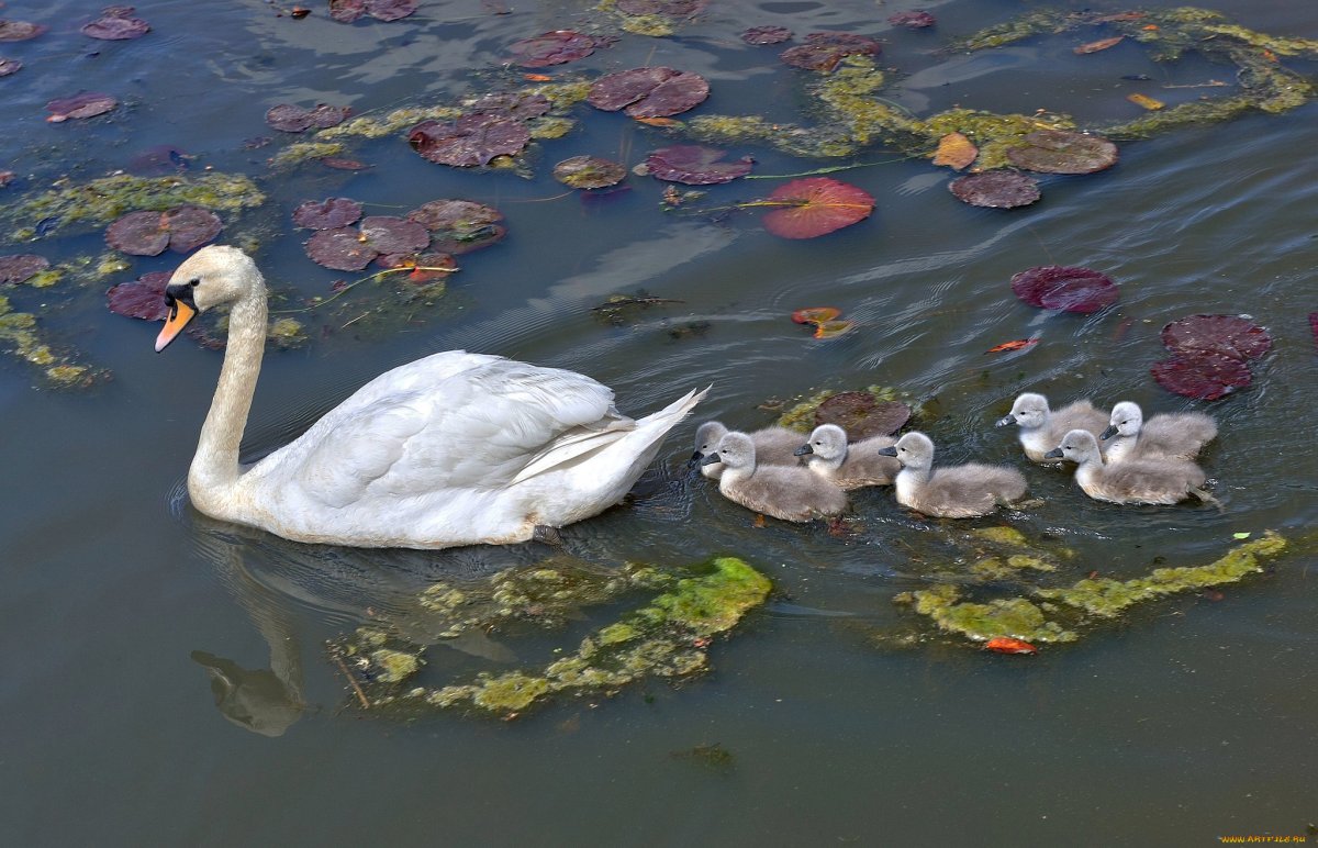 Лебеди в домашнем пруду