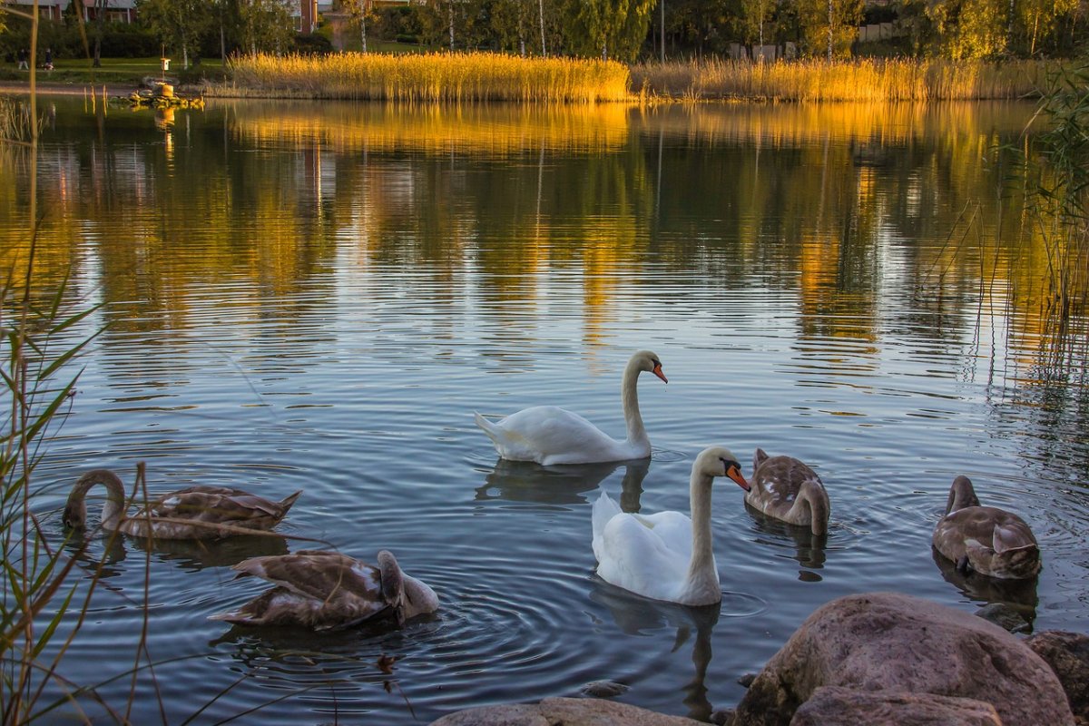 Лебеди на речке