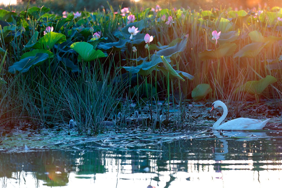 Лебеди и Лотосы