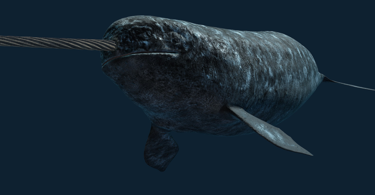 Нарвал морской Единорог