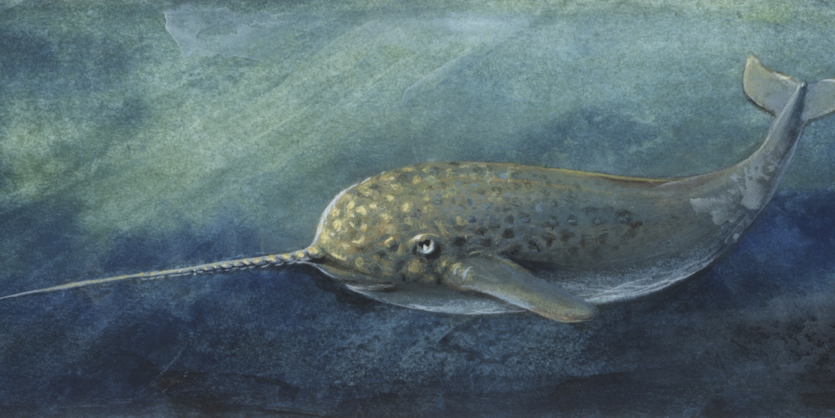 Рыба нарвал