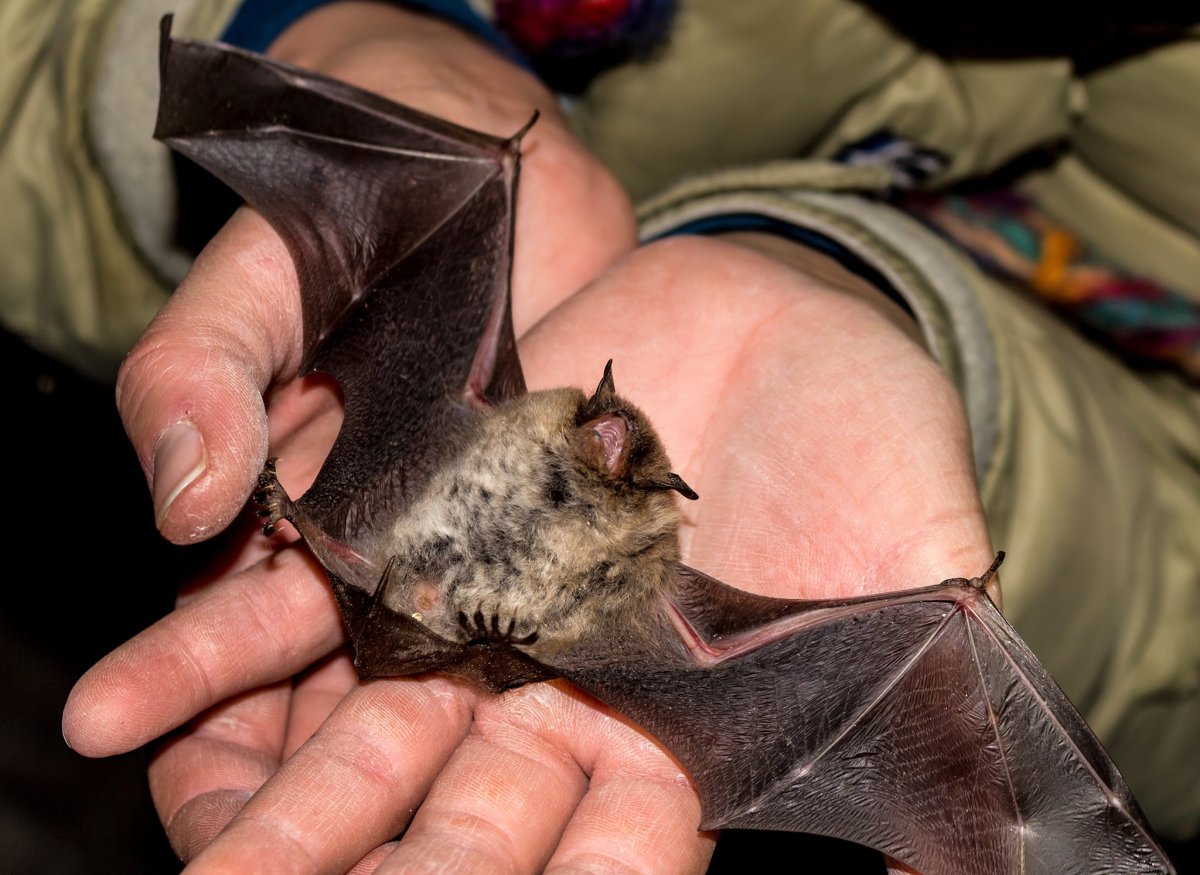 Летучая мышь в Сибири