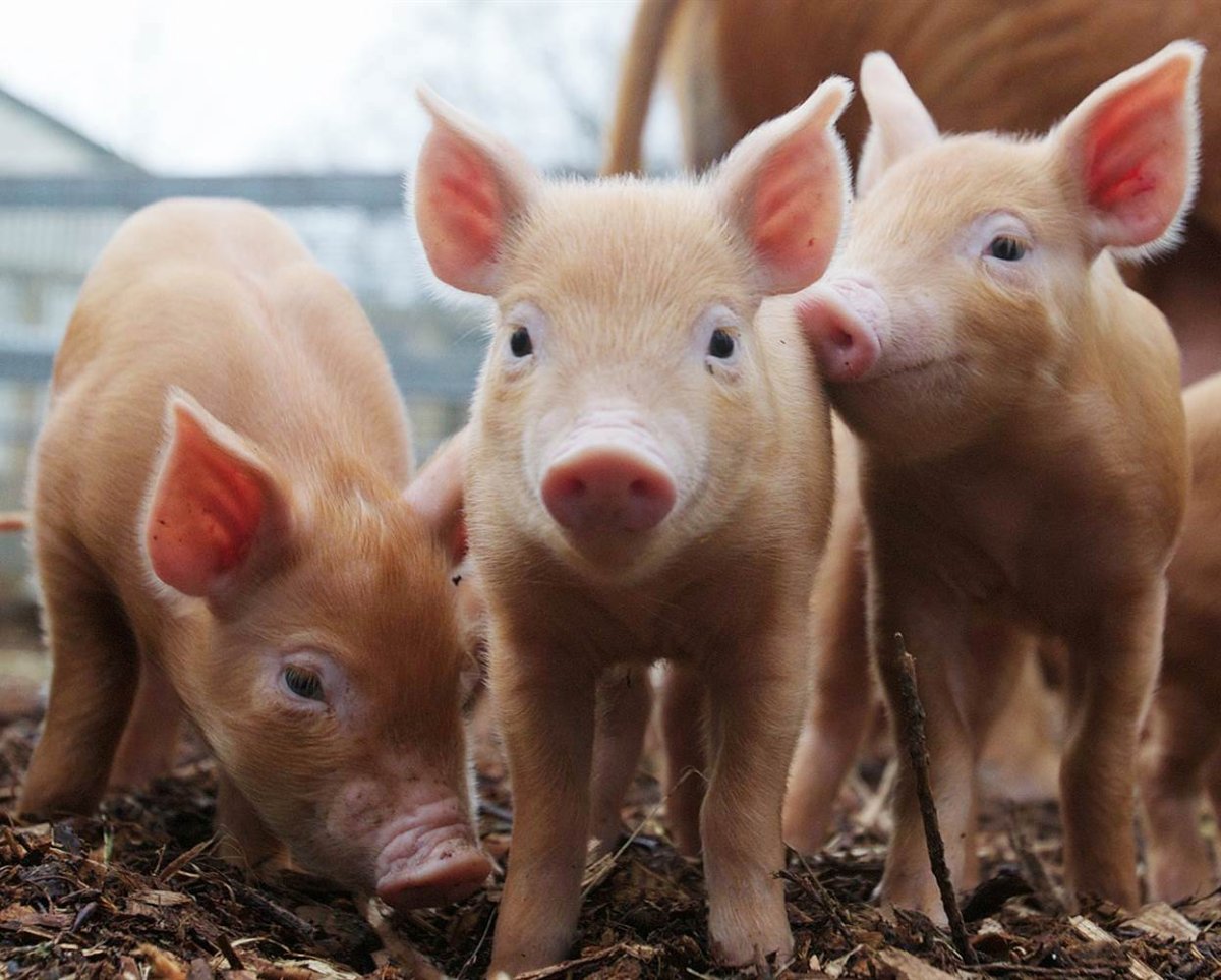 Сельскохозяйственные животные