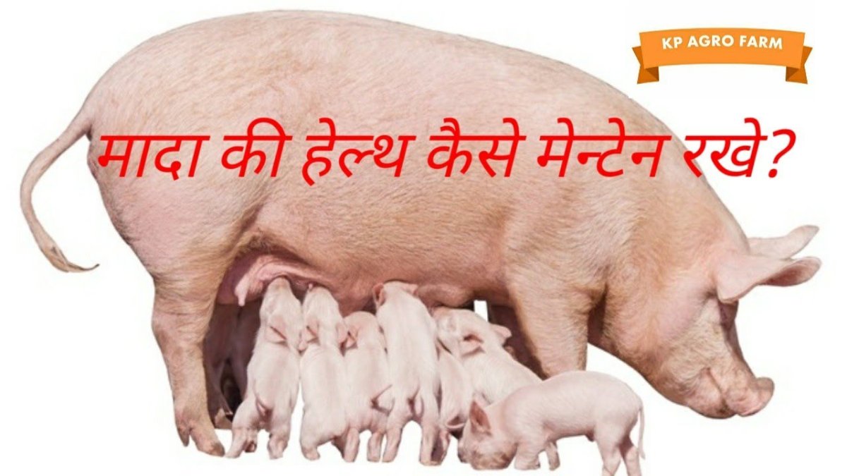 Кормят поросят