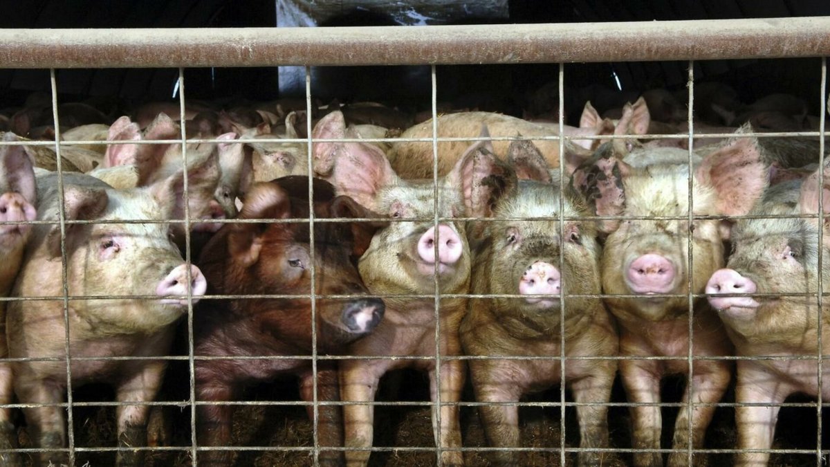 Милые домашние декоративные свиньи