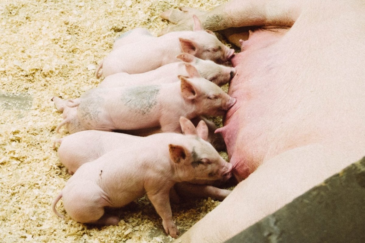 Толпа свиней