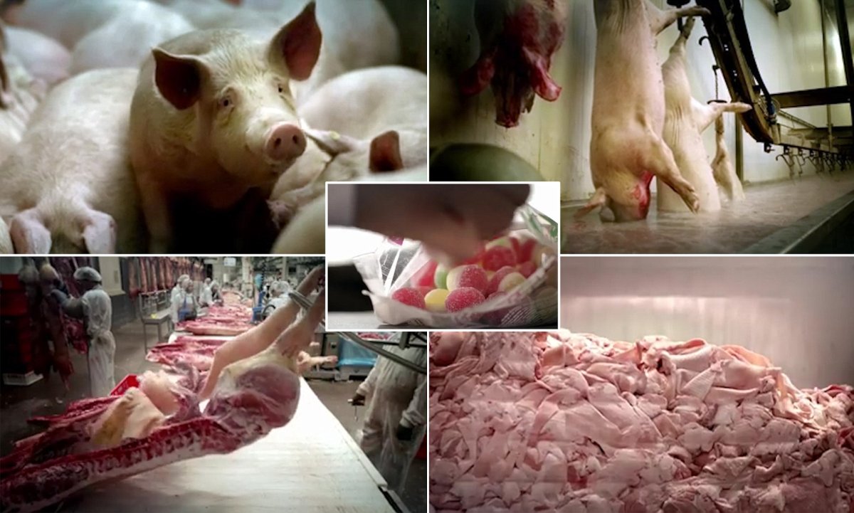 Прикольные свиньи