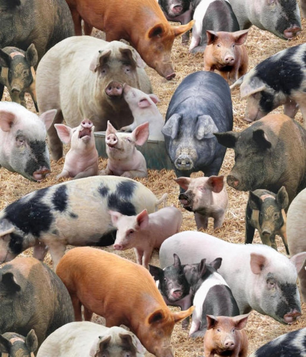 Экзотические сельскохозяйственные животные