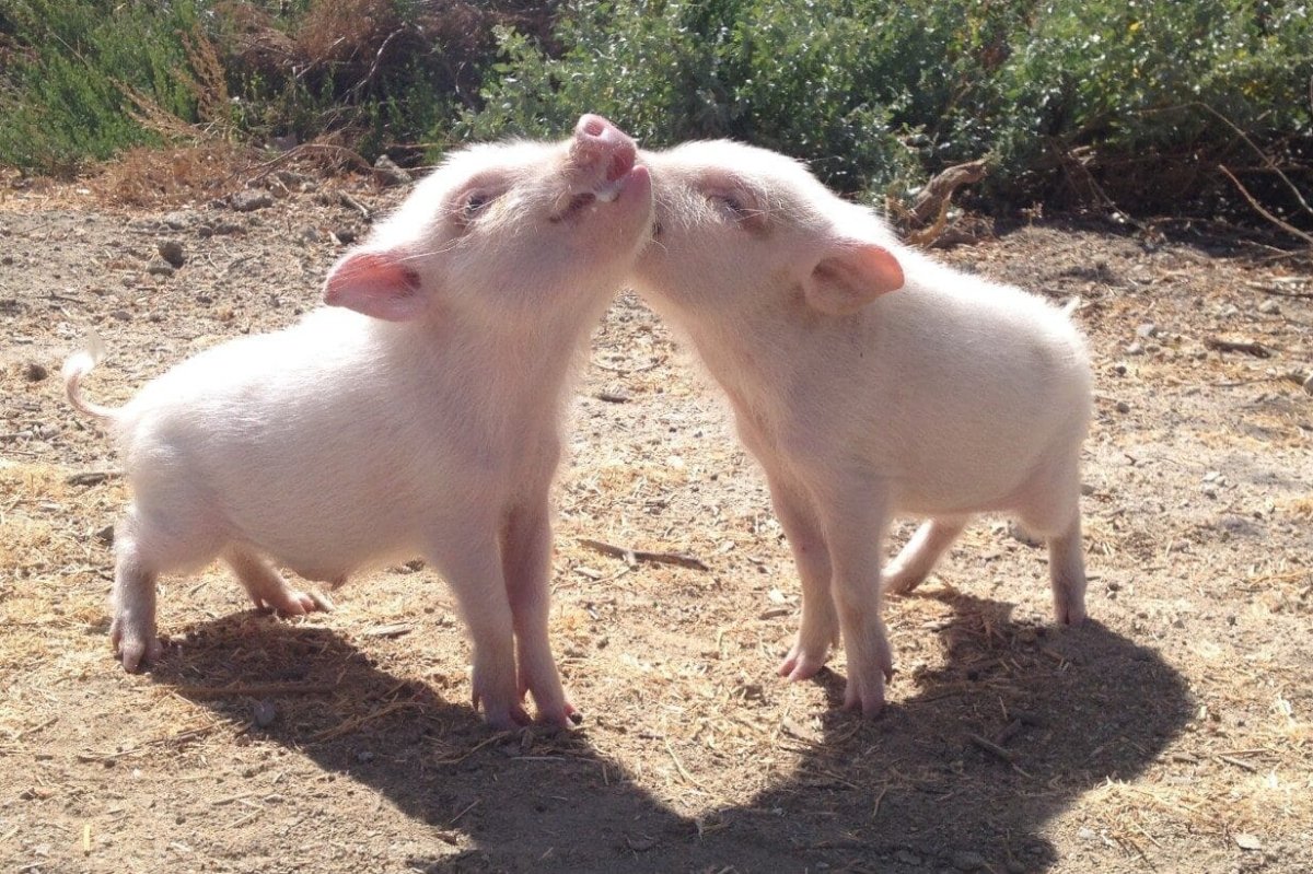 Свинокомплекс Пермский край