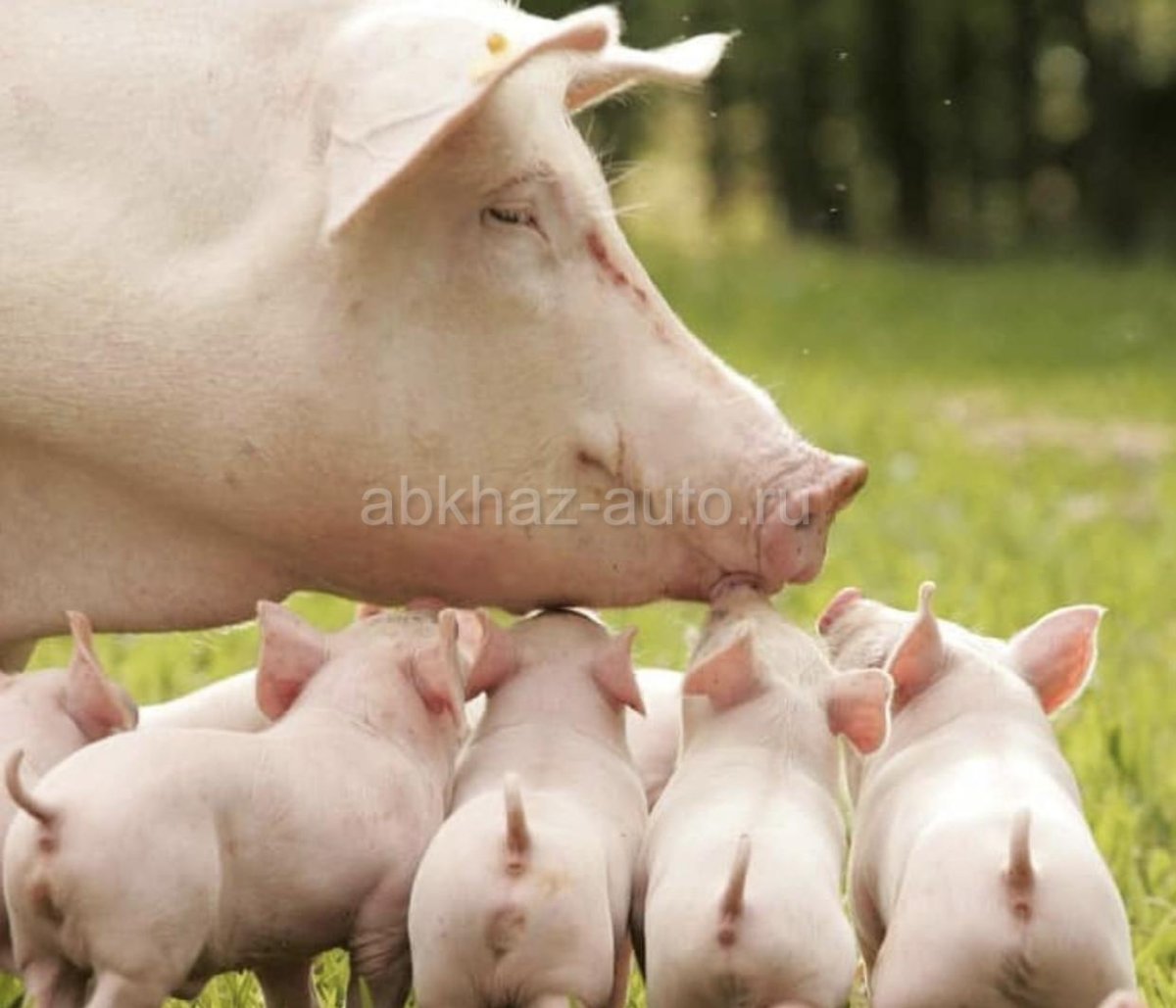 Свинья с поросятами