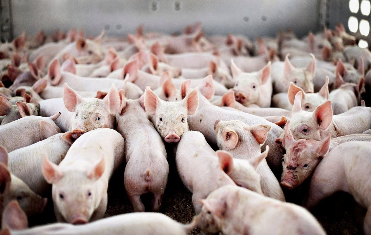 Маленькие хрюшки