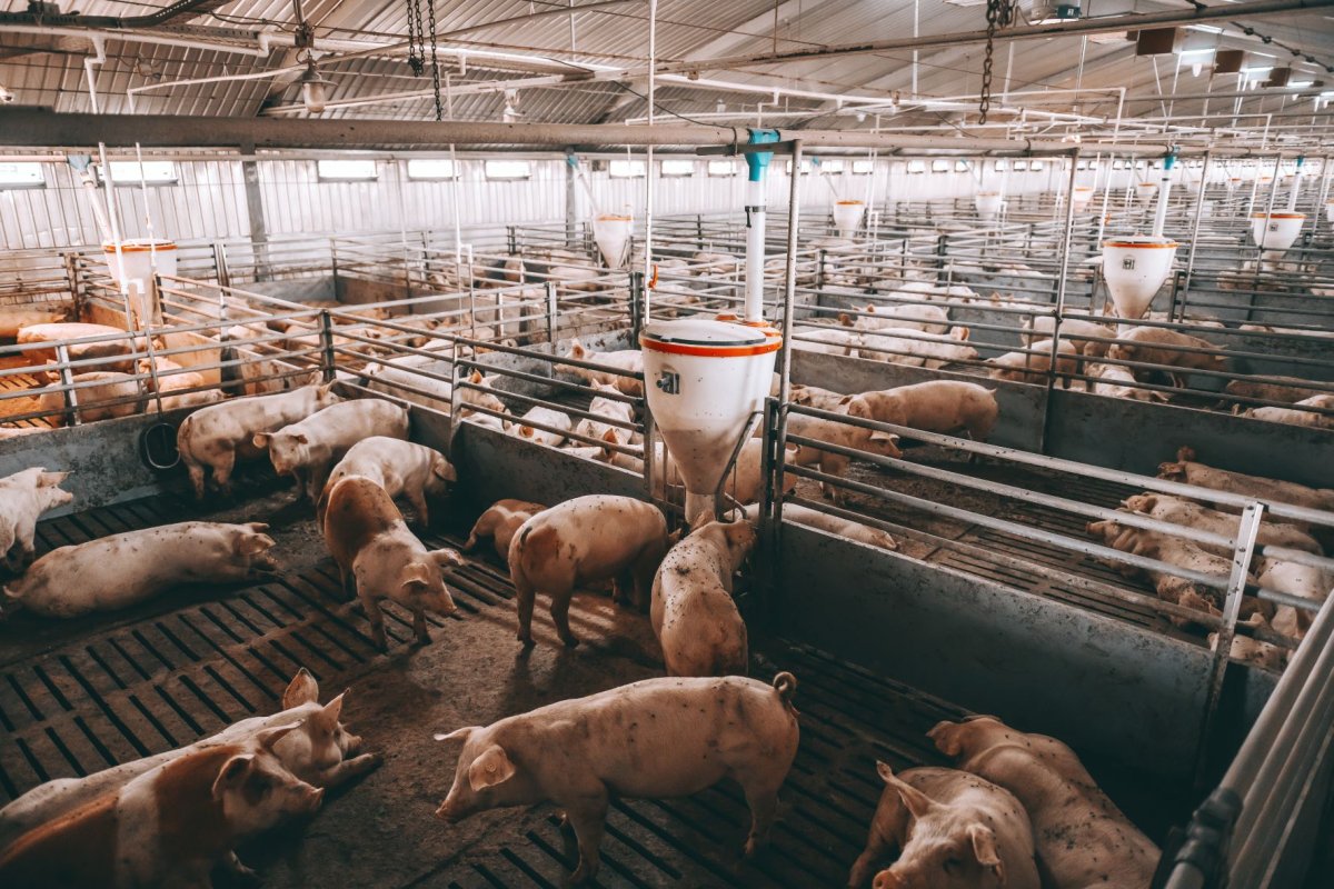 Много свиней