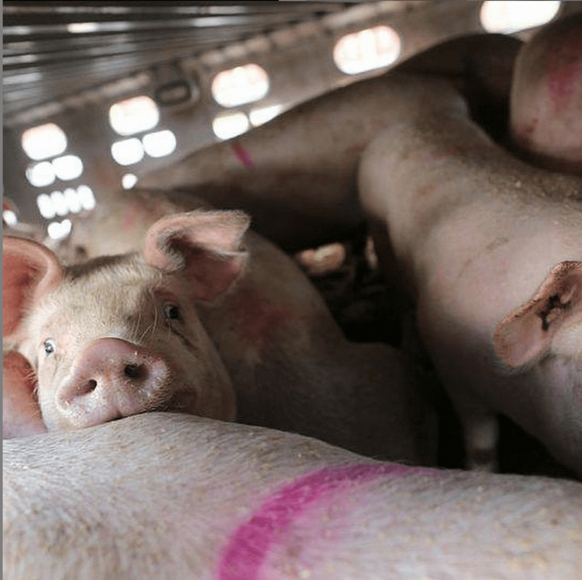 Хрюша минипиг